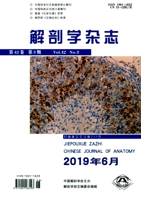 解剖学
