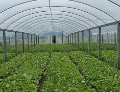 一种对农业种植技术相关的实用新型专利出版成